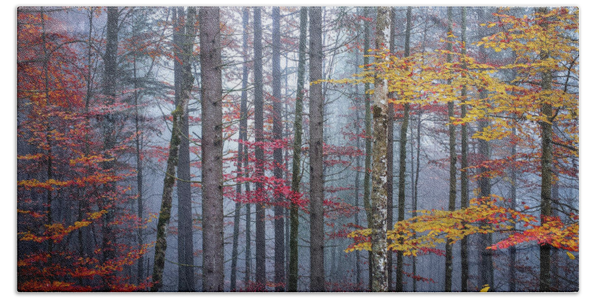 Forest Hand Towel featuring the photograph Autumn forest in fog by Elena Elisseeva