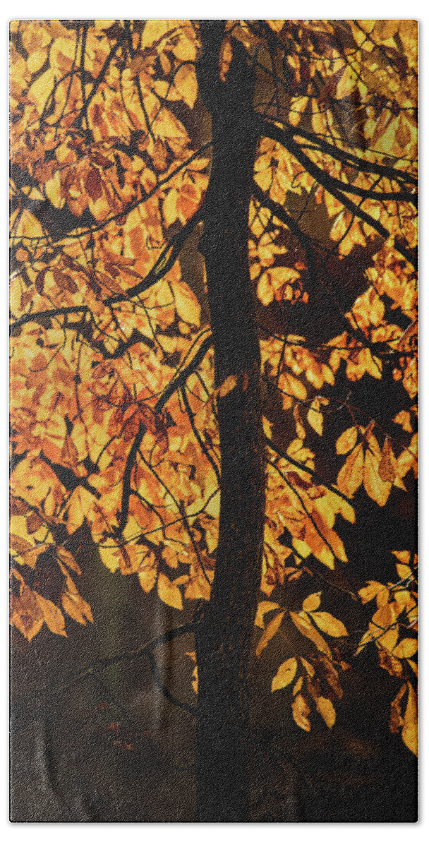 Tree Bath Towel featuring the photograph Autumn Gold by Don Johnson