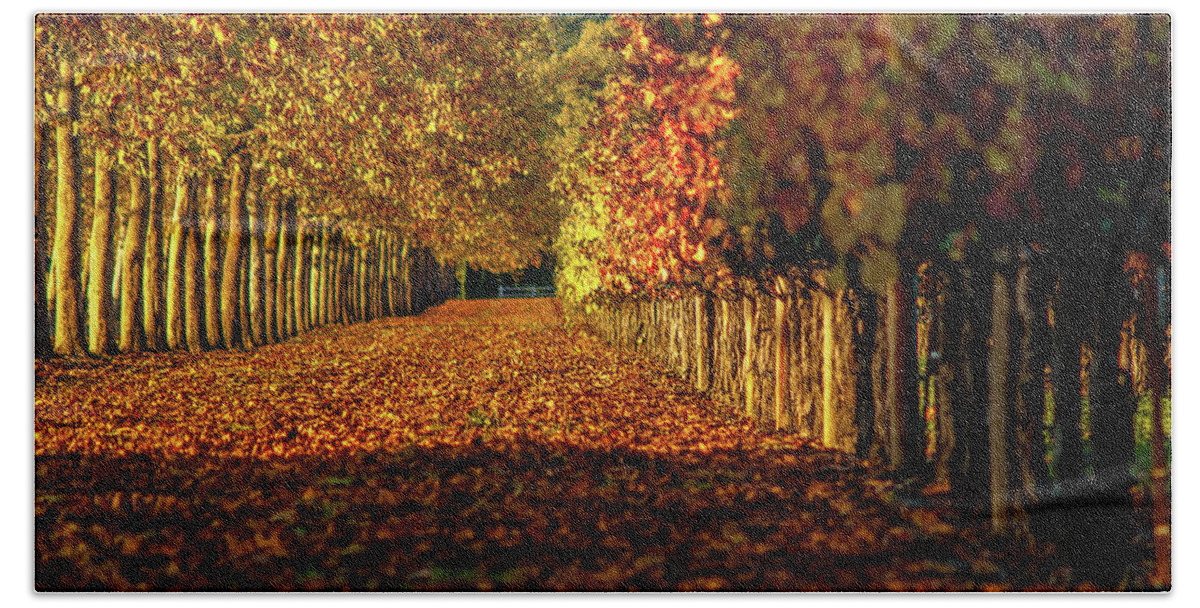 Fall Bath Towel featuring the photograph Autumn In Napa Valley by Bill Gallagher