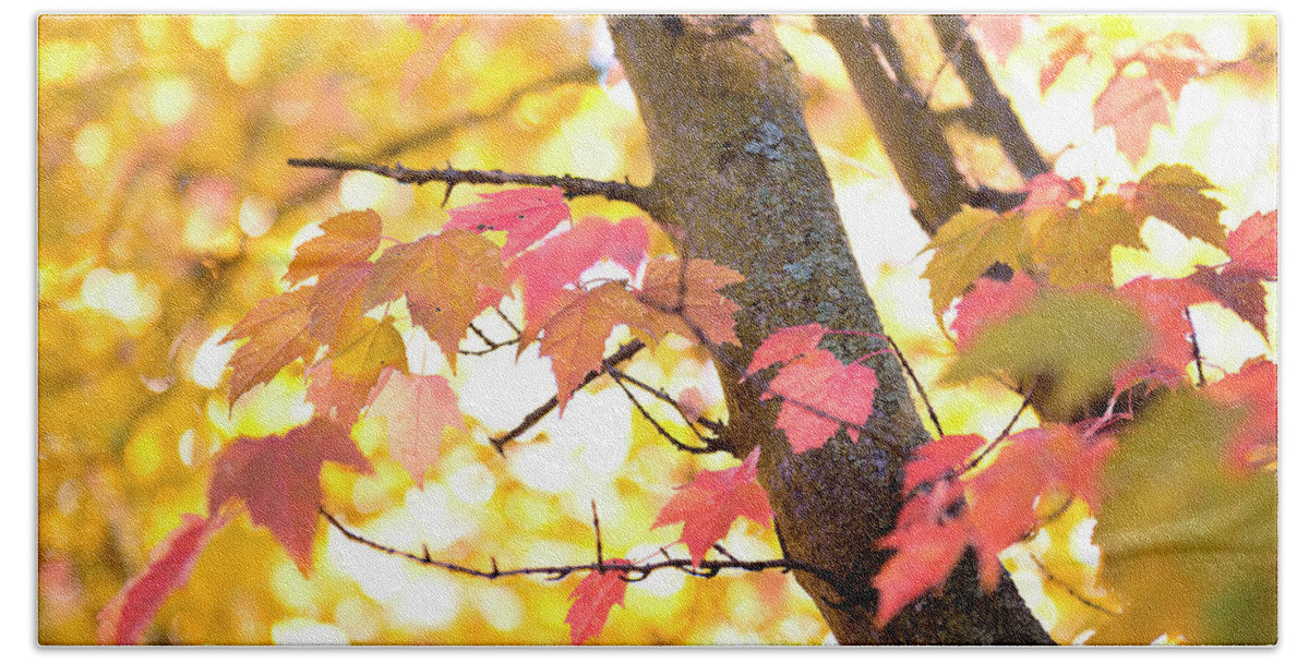 Autumn Photograph Bath Towel featuring the photograph Autumn leaves by Ivy Ho
