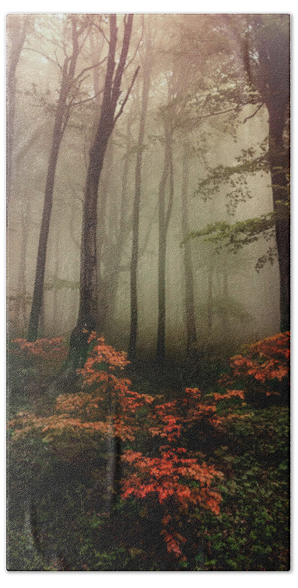 Trees Bath Towel featuring the photograph Autumn mornin in forgotten forest by Jaroslaw Blaminsky
