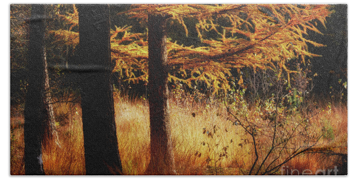 Sunlight Hand Towel featuring the photograph Autumn scene in a dark forest, pine trees gold colored by Nick Biemans