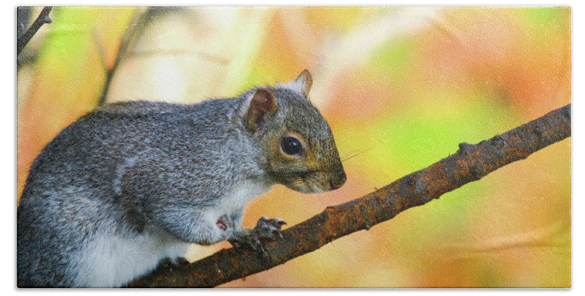 Squirrel Bath Towel featuring the photograph Autumn Squirrel by Karol Livote