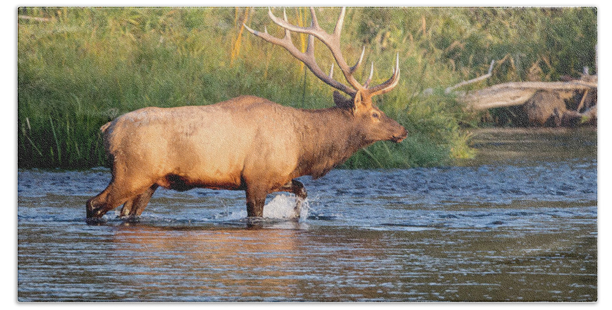 Bull Elk Bath Towel featuring the photograph Autumn Warrior by Jack Bell