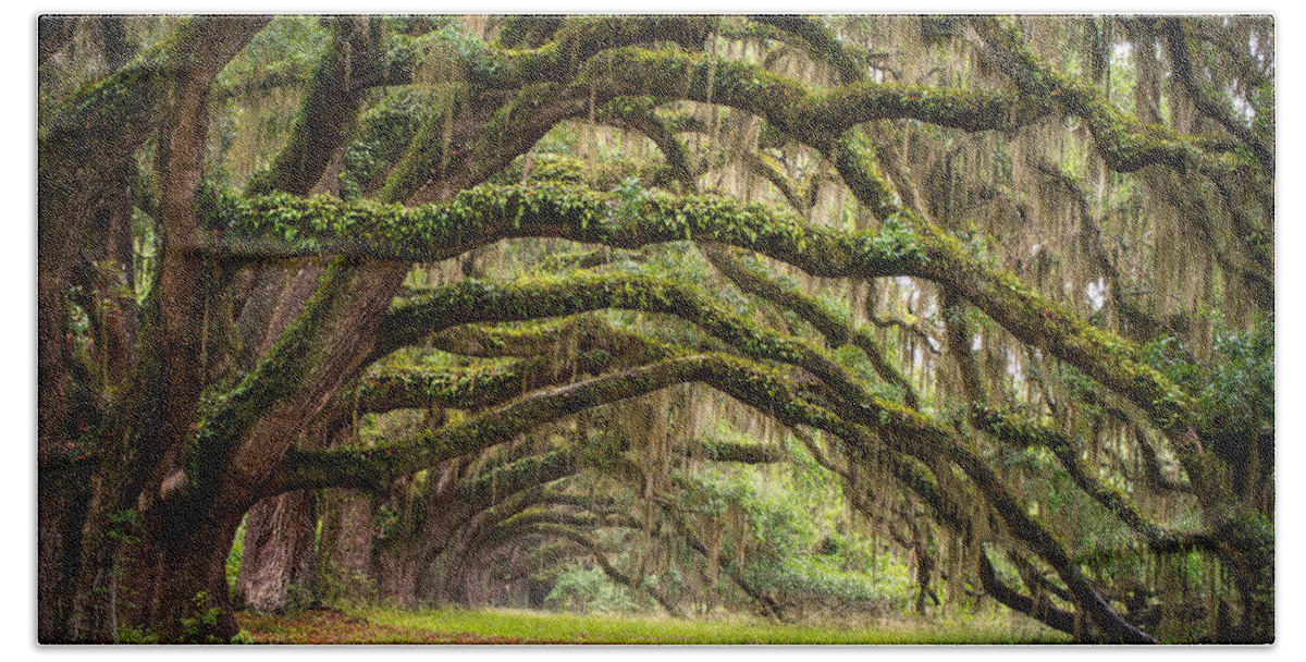 #faatoppicks Bath Towel featuring the photograph Avenue of Oaks - Charleston SC Plantation Live Oak Trees Forest Landscape by Dave Allen