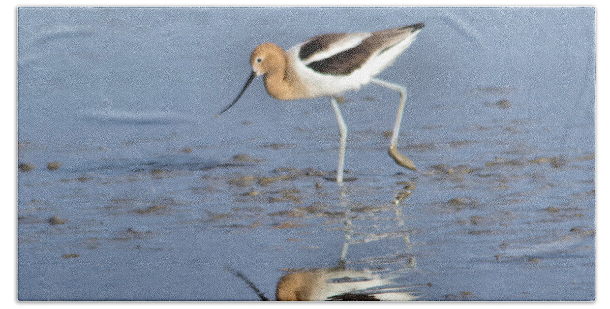  Bird Bath Towel featuring the photograph Avocet and reflection by Jeff Swan