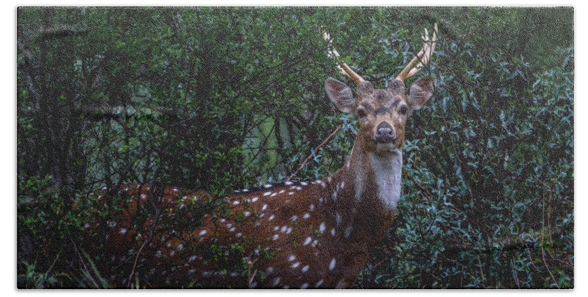 Axis Deer - Spotted Deer - Chital Hand Towel featuring the photograph Axis Deer - Spotted Deer - Chital by Debra Martz