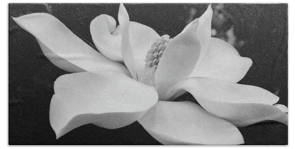 Magnolia Hand Towel featuring the photograph B W Magnolia Blossom by D Hackett