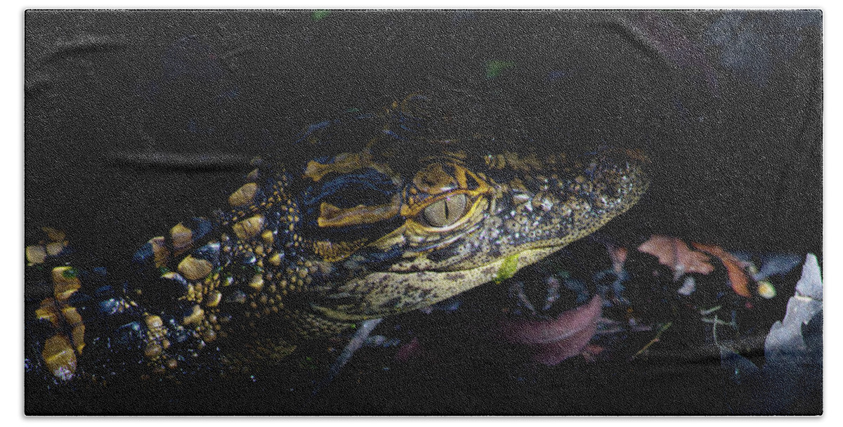 Alligator Bath Towel featuring the photograph Baby Alligator in the Swamp by Mark Andrew Thomas