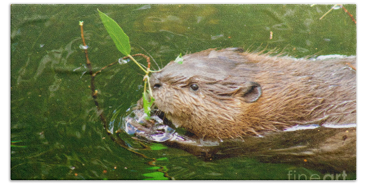 Photography Hand Towel featuring the photograph Baby Beaver by Sean Griffin