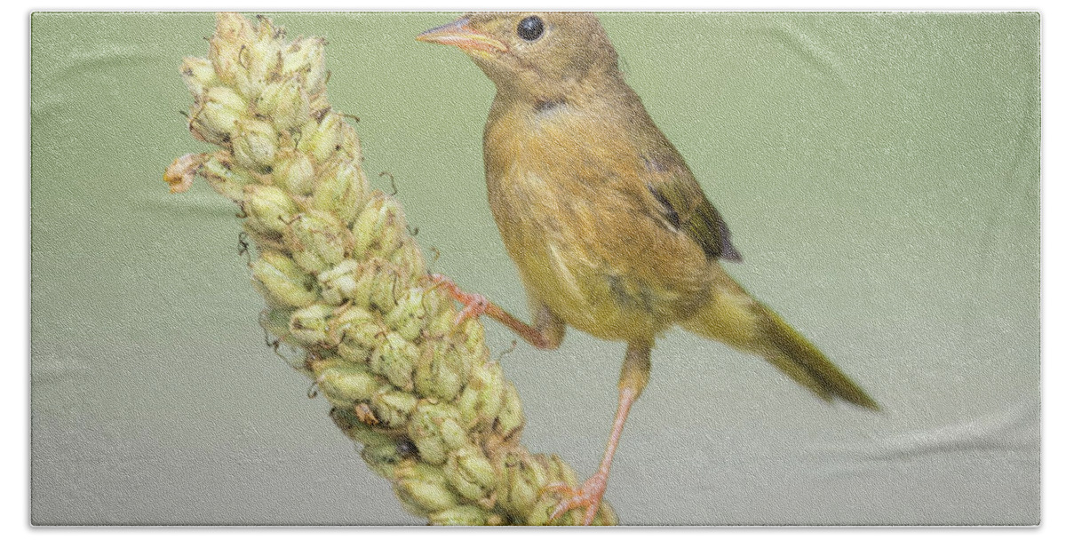 Warbler Hand Towel featuring the photograph Baby Common Yellow Throat Warbler by Ian Sempowski