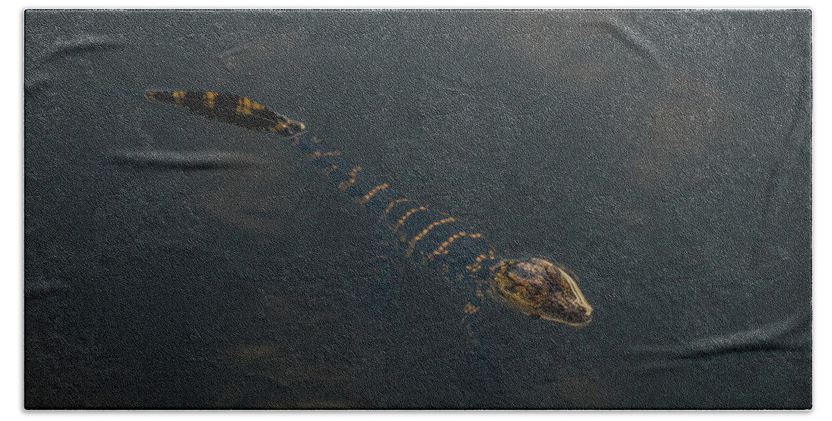 Florida Bath Towel featuring the photograph Baby Gator 2 Delray Beach, Florida by Lawrence S Richardson Jr