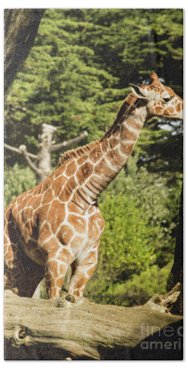 Giraffe Hand Towel featuring the photograph Baby Giraffe 2 by Suzanne Luft