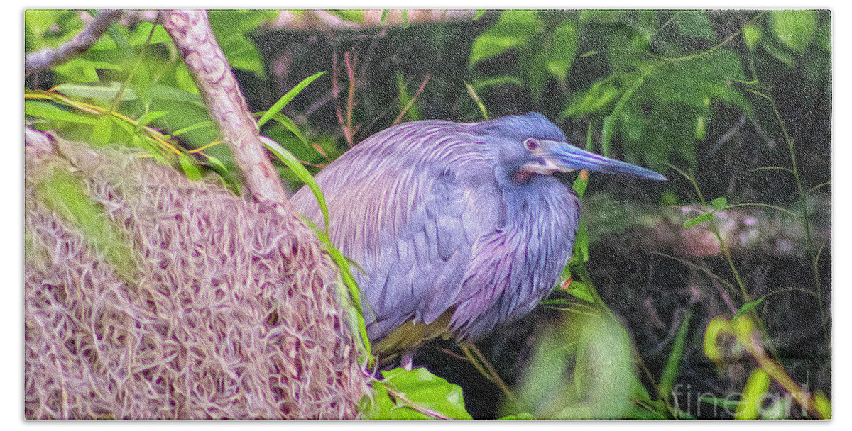 Nature Hand Towel featuring the digital art Baby Great Blue Heron - TWO by DB Hayes
