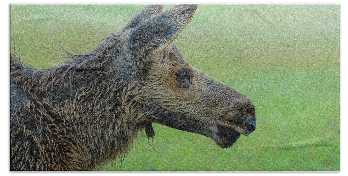 Alaska Hand Towel featuring the photograph Baby Moose with Dew by Joan Wallner