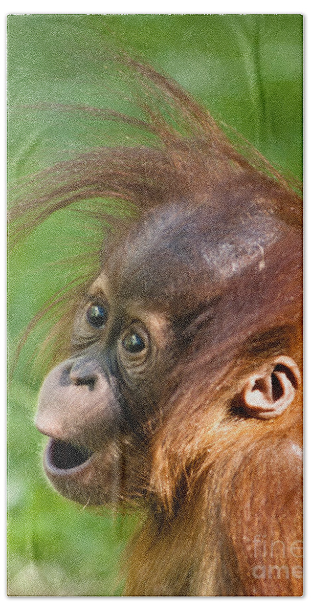 Asia Bath Towel featuring the photograph Baby Orangutan by Andrew Michael