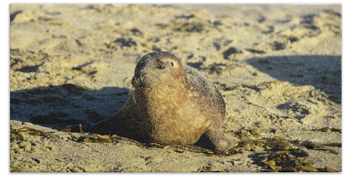 Seals Bath Towel featuring the photograph Baby seal in sand by David Shuler