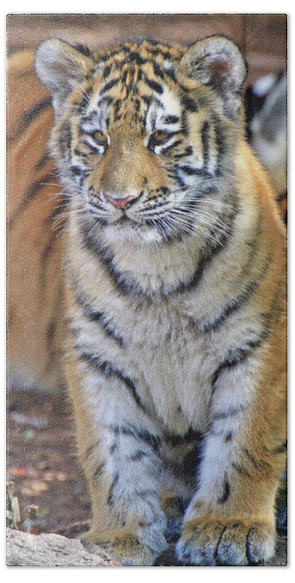 Tiger Bath Towel featuring the photograph Baby Stripes by Scott Mahon