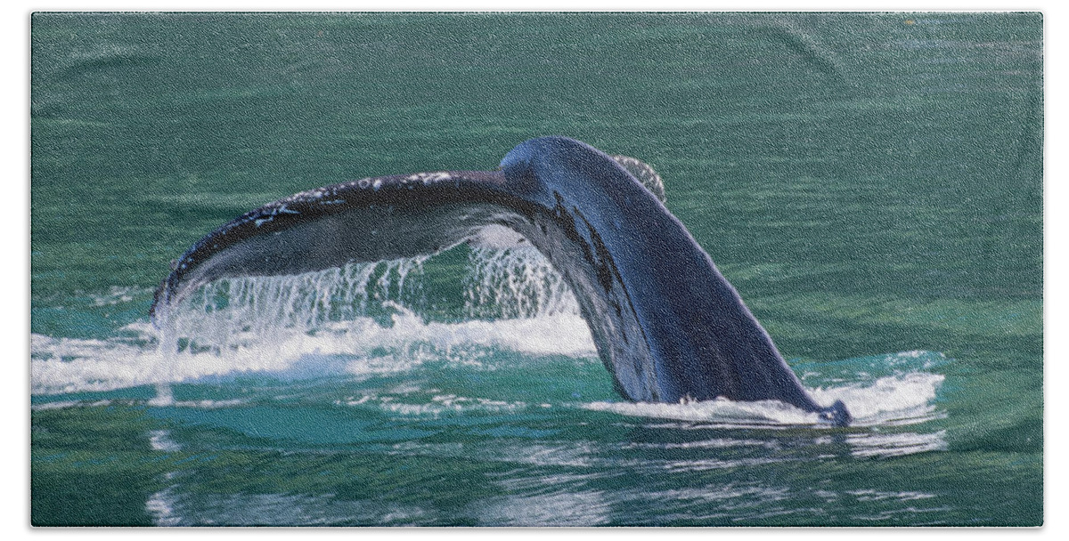 Humpback Bath Towel featuring the photograph Baby Whale Tail by David Kirby