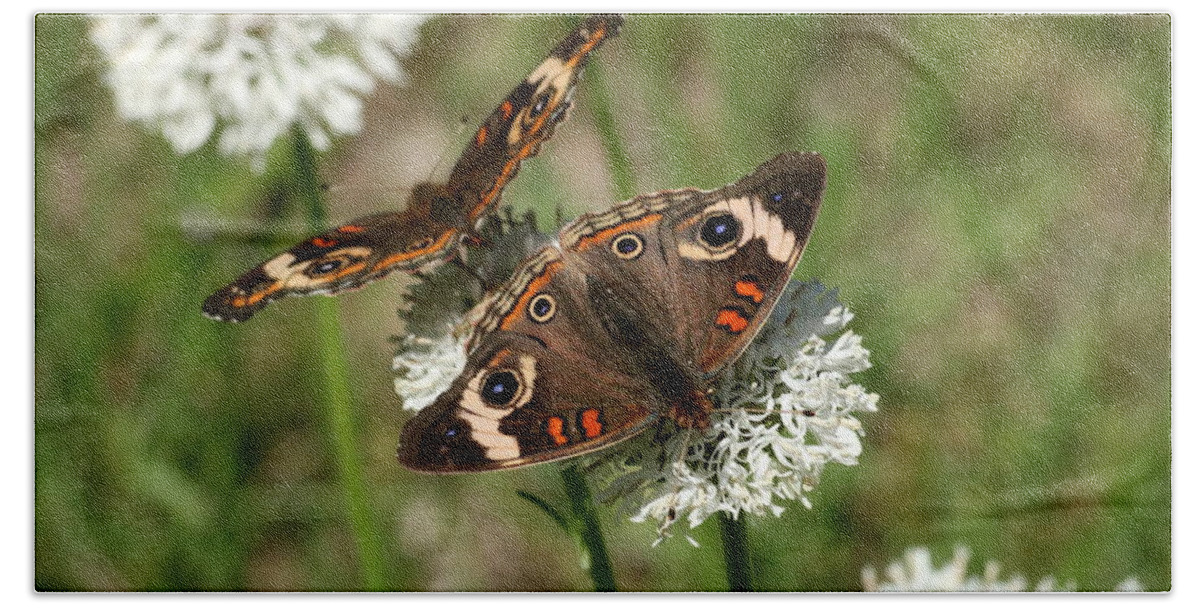 Nature Bath Towel featuring the photograph Back to Back Butterflies by Sheila Brown