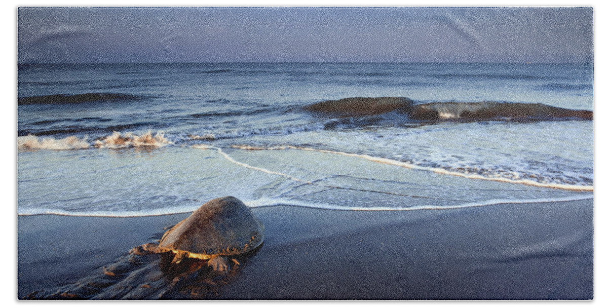 Sea Turtle Bath Towel featuring the photograph Back To The Sea by Edward Kreis