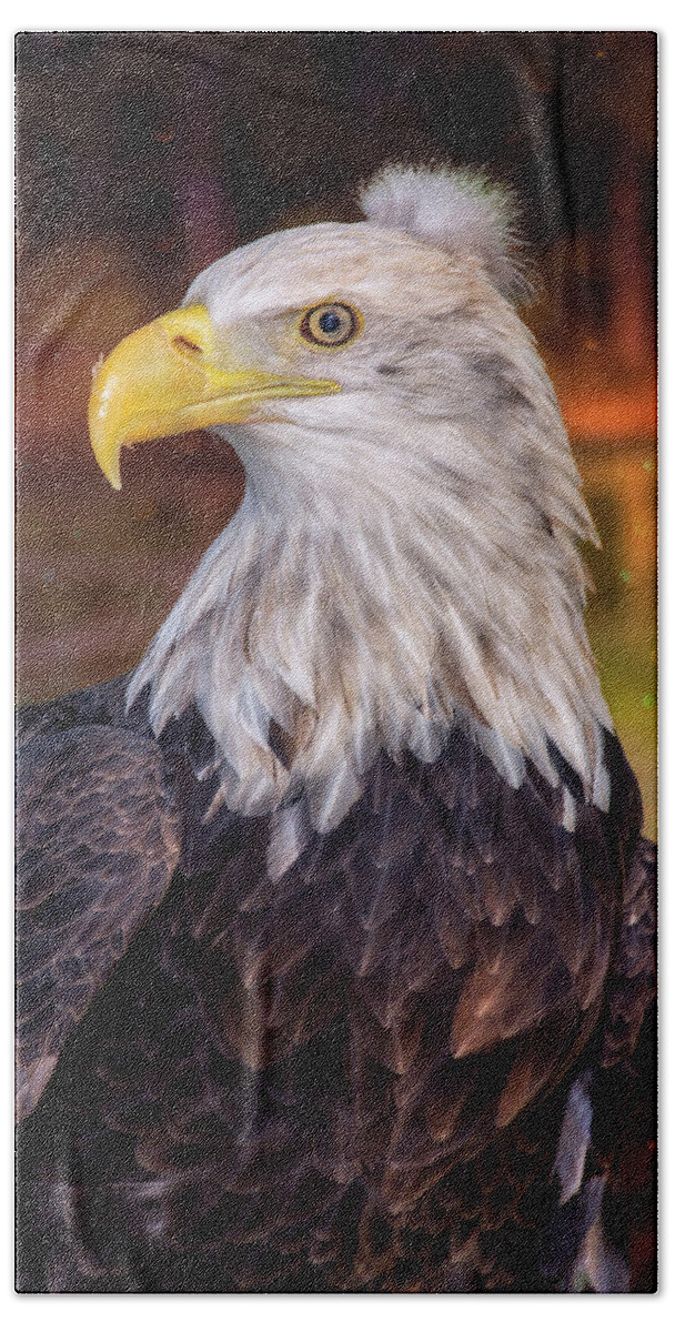 Bald Eagle Bath Towel featuring the photograph Bad Hair Day Bald Eagle by Bill and Linda Tiepelman