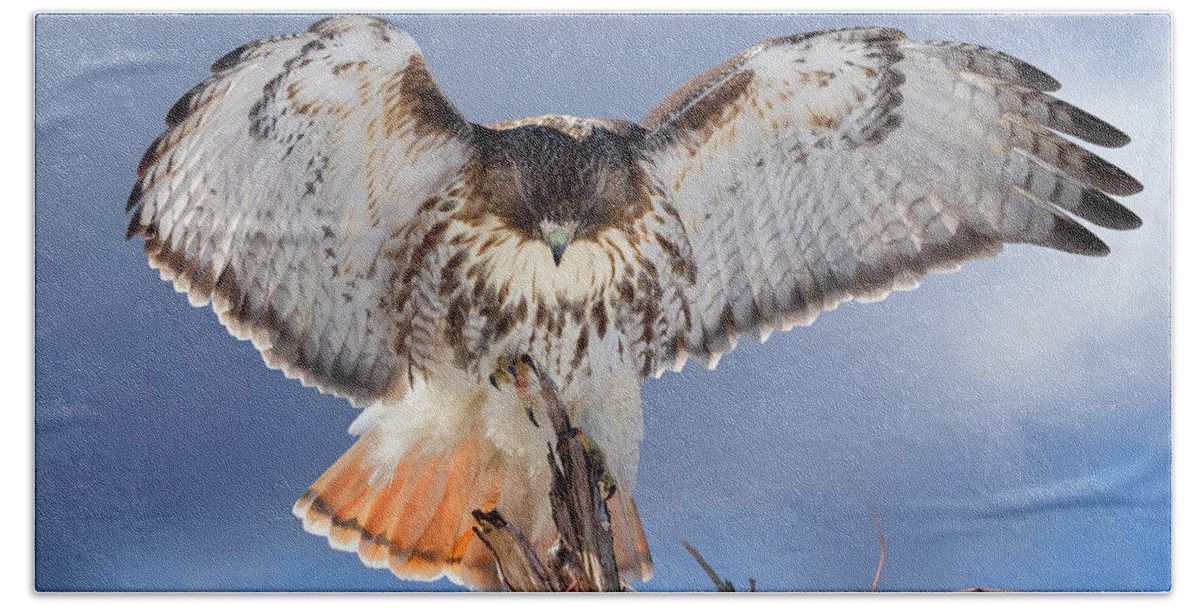 Red Tail Hawk Hand Towel featuring the photograph Balance by Bill Wakeley