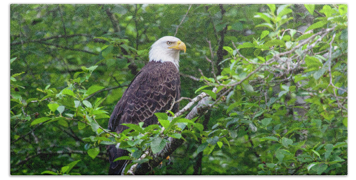Bald Eagle In Trees Bath Towel featuring the photograph Bald Eagle 2 by Anthony Jones