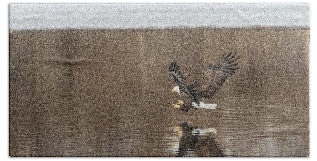 American Bald Eagle Bath Towel featuring the photograph Bald Eagle 2018-2 by Thomas Young