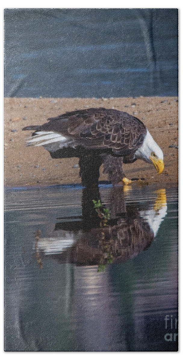 Bald Eagle And Reflection Bath Towel featuring the photograph Bald Eagle And Reflection by Mitch Shindelbower