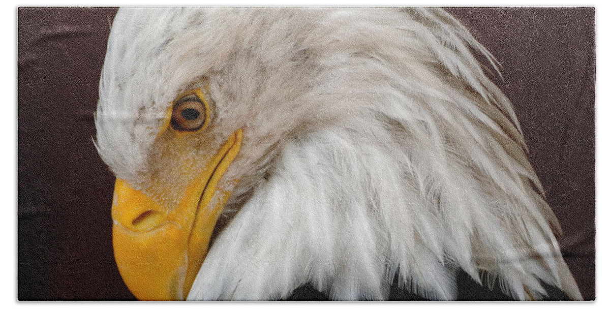 Bald Eagle Hand Towel featuring the photograph Bald Eagle Contemplation by Sue Harper