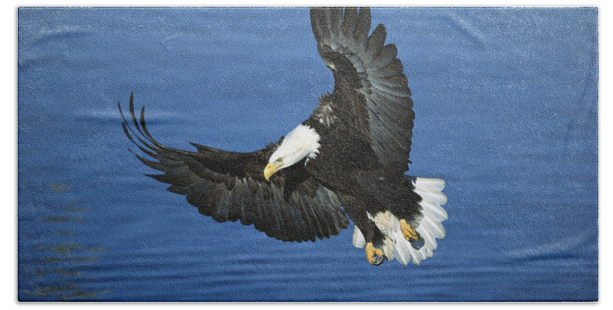 00220309 Bath Towel featuring the photograph Bald Eagle Flying by Tom Vezo