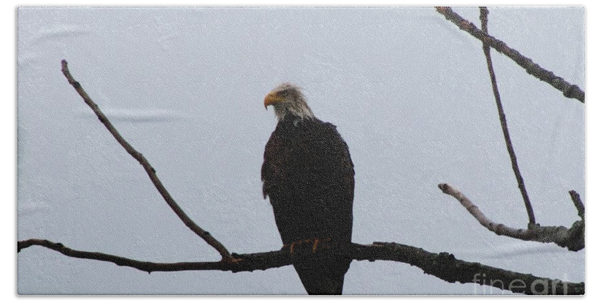 Eagle Bath Towel featuring the photograph Bald Eagle in the Rain  by Neal Eslinger