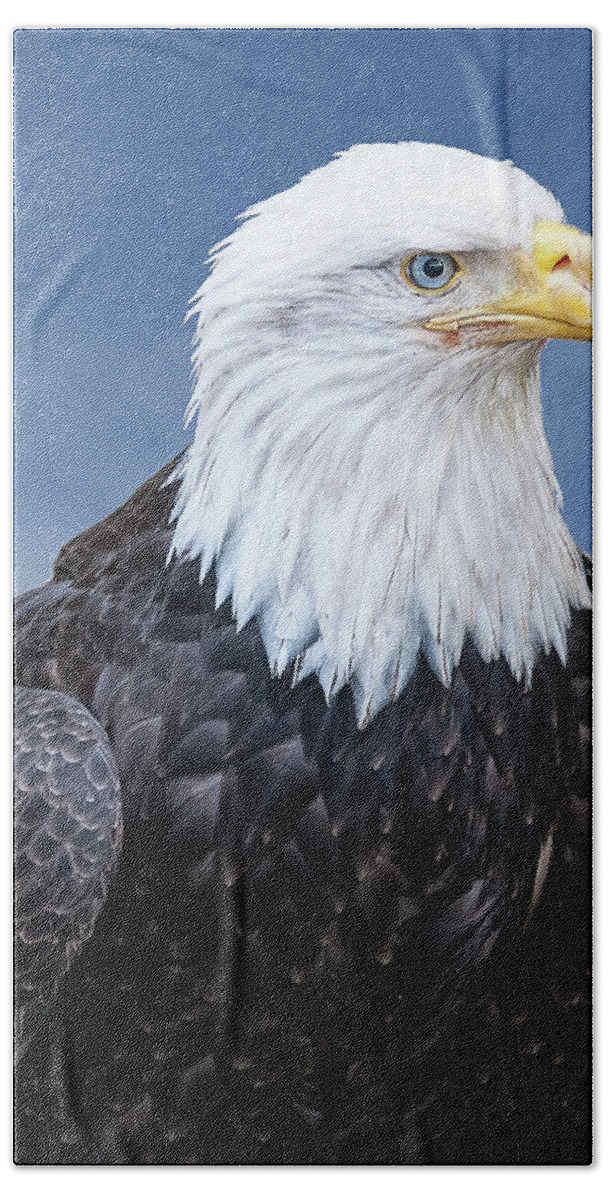 Alaska Hand Towel featuring the photograph Bald Eagle by Norman Peay