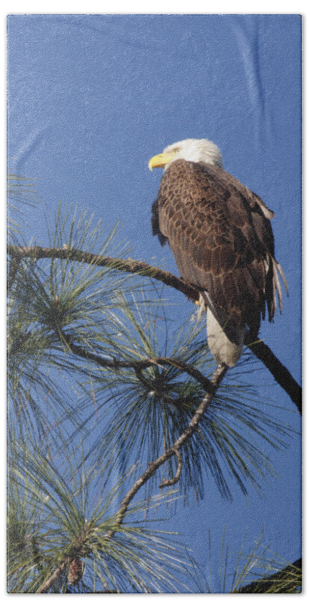 American Bald Eagle Hand Towel featuring the photograph Bald Eagle by Sally Weigand
