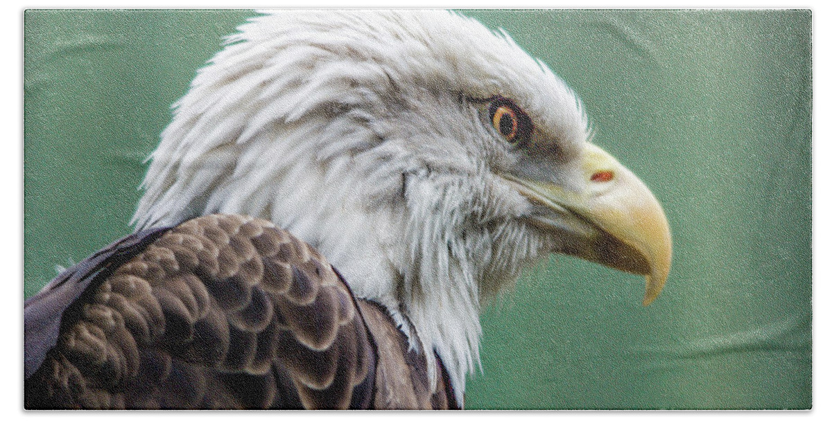 Birds Hand Towel featuring the photograph Bald Eagle - Vermont by John Greco