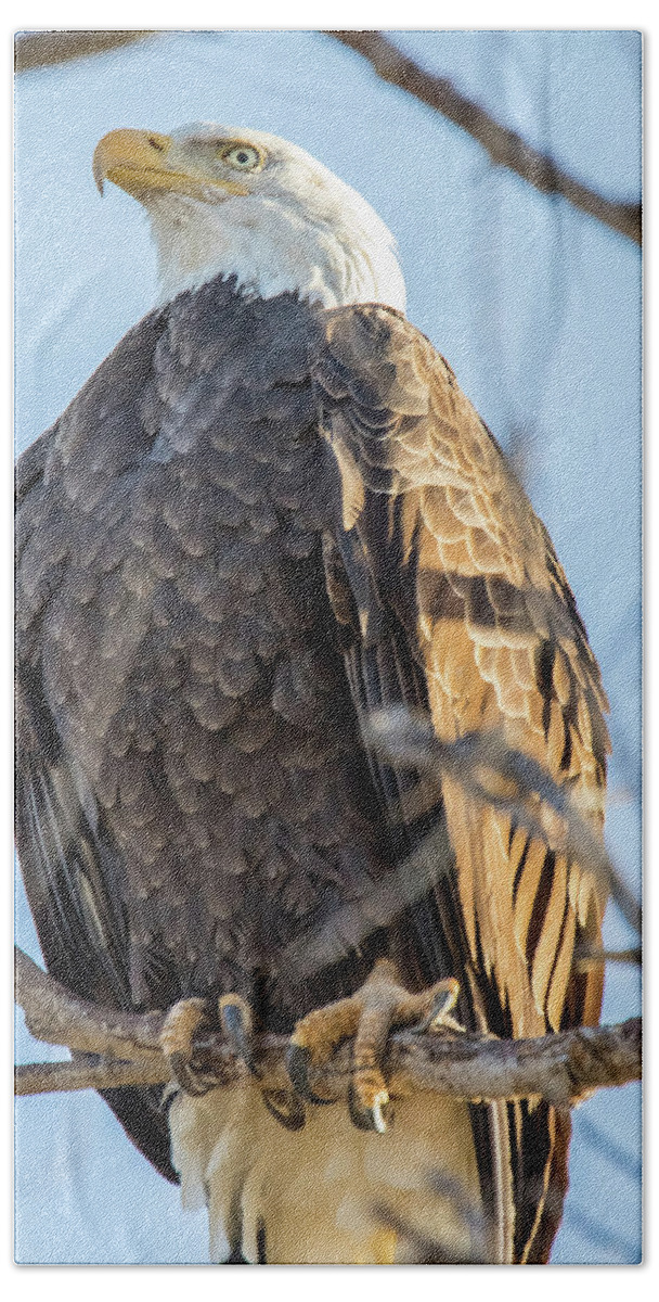 California Hand Towel featuring the photograph Bald Eagle Vertical Profile by Marc Crumpler