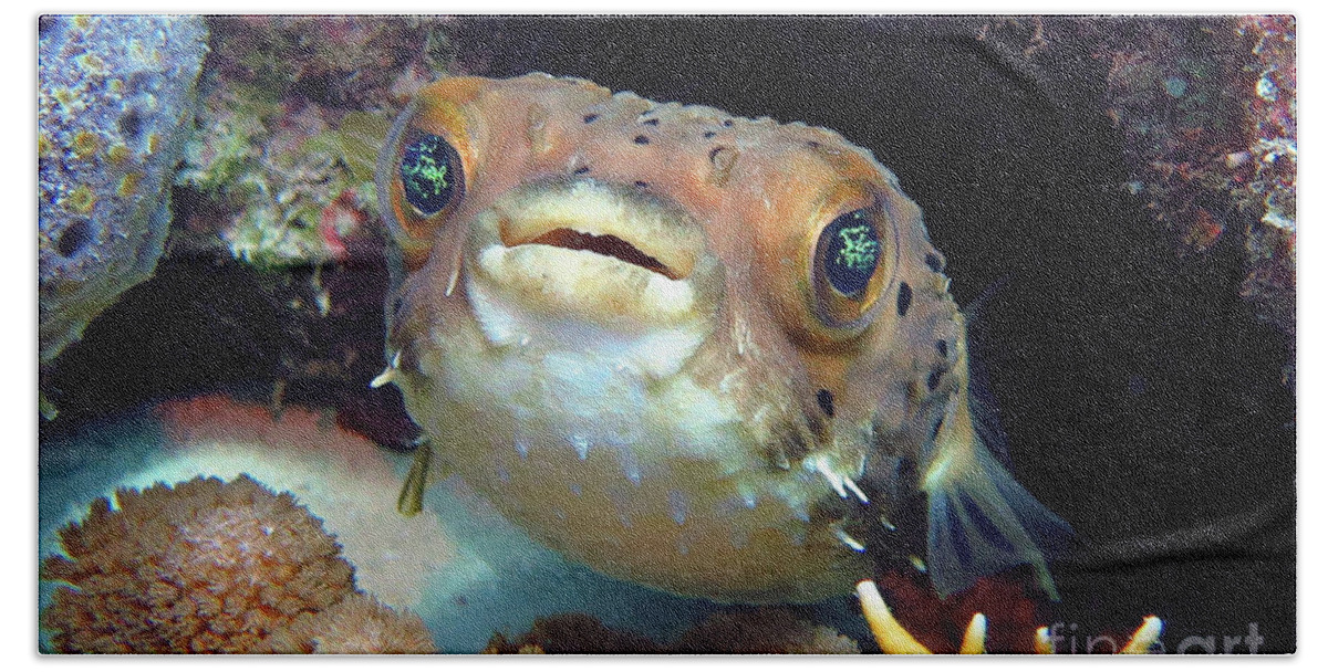Underwater Bath Towel featuring the photograph Balloonfish by Daryl Duda