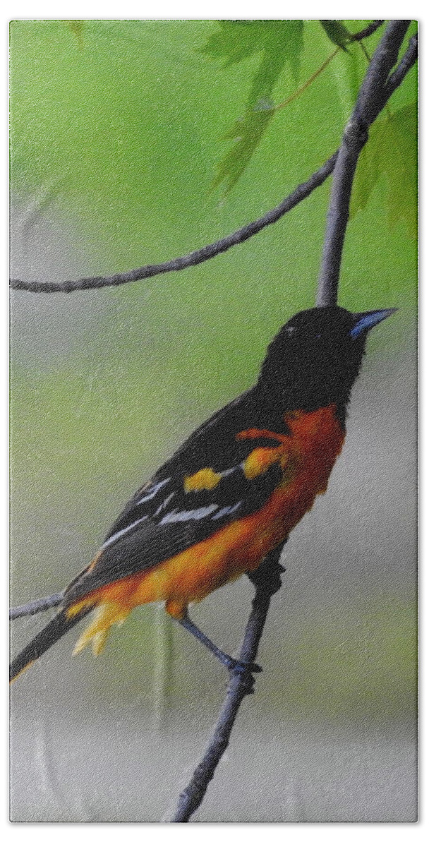 Bird Hand Towel featuring the photograph Baltimore Oriole by Betty-Anne McDonald