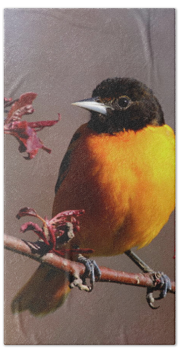 Oriole Hand Towel featuring the photograph Baltimore Oriole II by Bruce J Robinson
