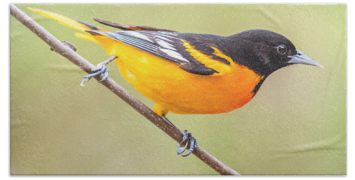 Baltimore Hand Towel featuring the photograph Baltimore Oriole by Paul Freidlund