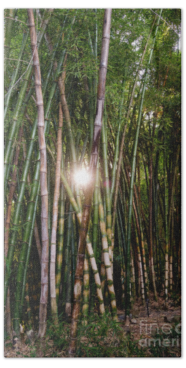 Bamboo Bath Towel featuring the photograph Bamboo growing in garden, sunlight coming through by Perry Van Munster