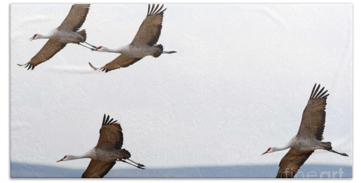 Sandhill Cranes Hand Towel featuring the photograph Bank Right by Michael Dawson
