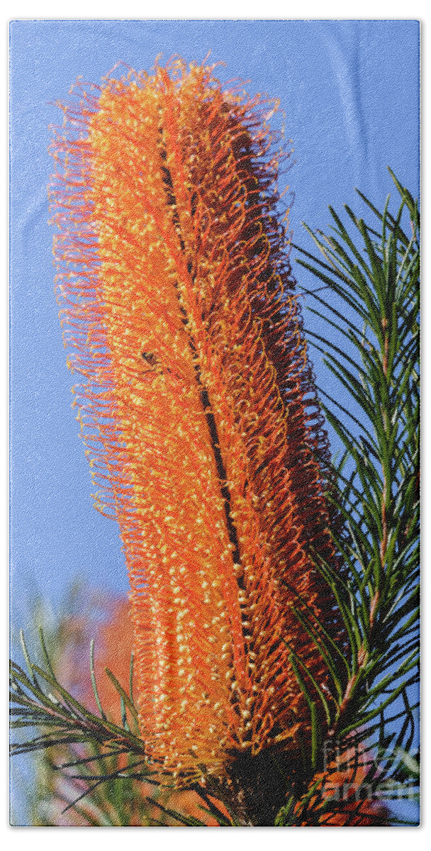 Plant Hand Towel featuring the photograph Banksia NSW09 by Werner Padarin