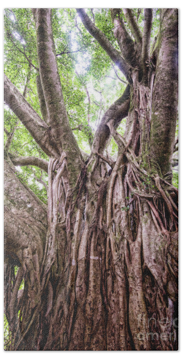 Maui Hand Towel featuring the photograph Banyan by Baywest Imaging