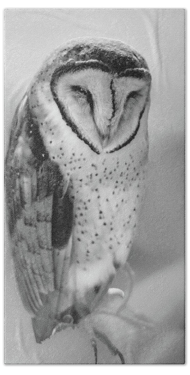 Nature Hand Towel featuring the photograph Barn Owl II by Robert Mitchell