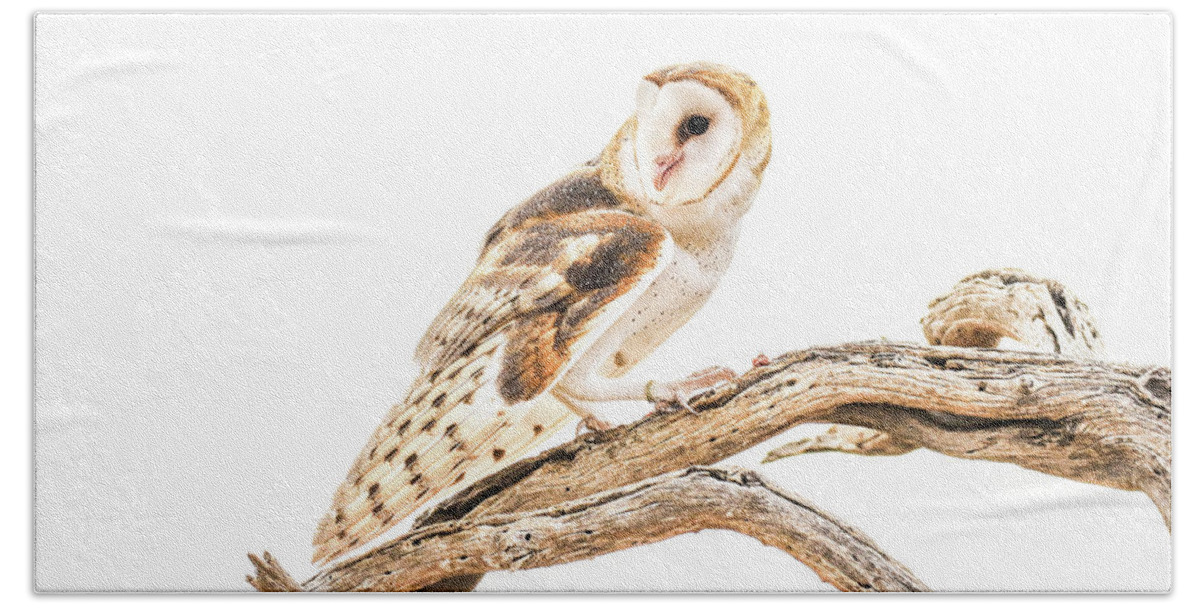 Nature Bath Towel featuring the photograph Barn Owl in the Desert by Tom and Pat Cory