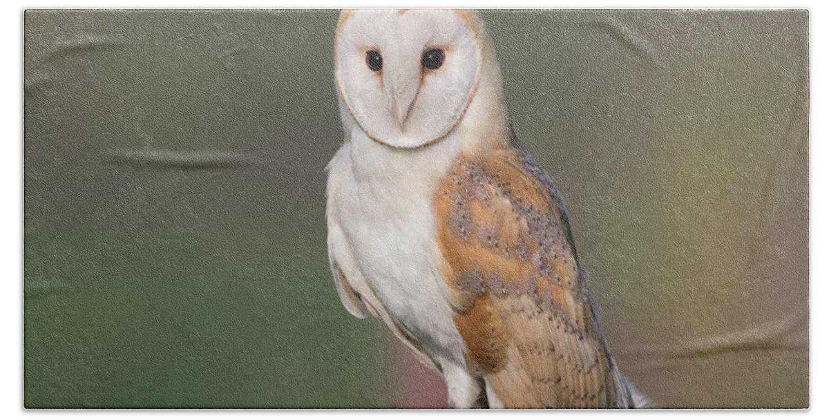 Barn Hand Towel featuring the photograph Barn Owl Perched by Pete Walkden