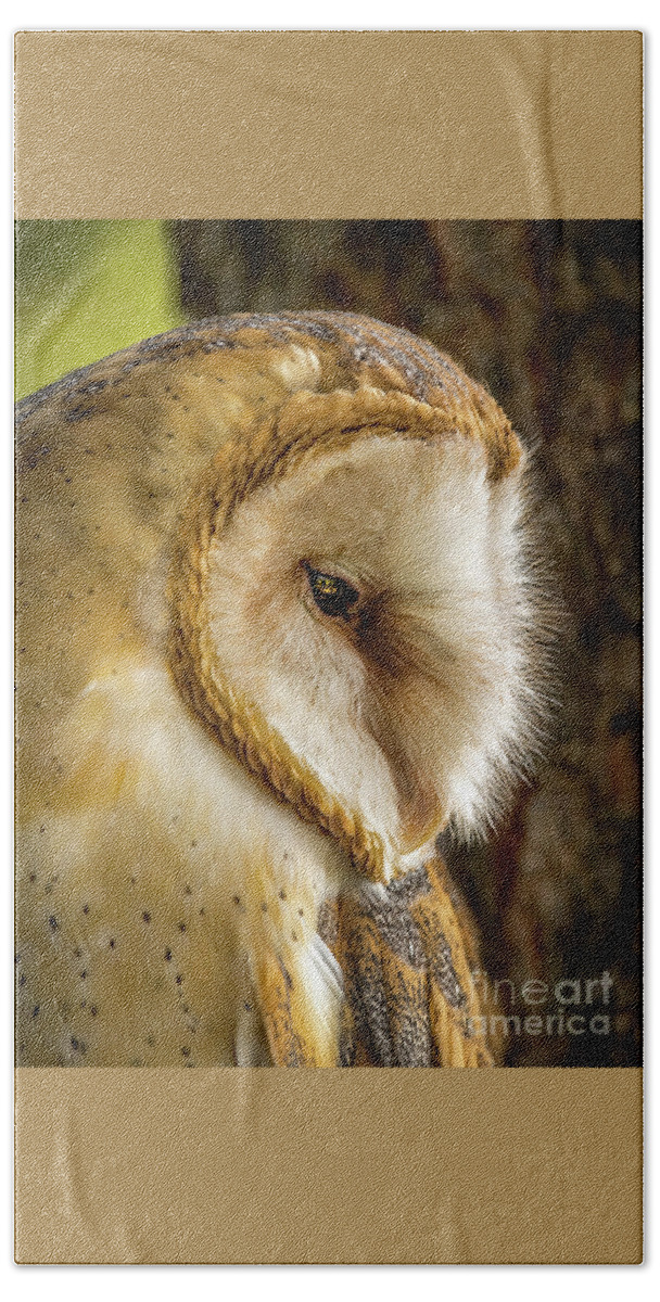 Barn Owl Bath Towel featuring the photograph Barn Owl Profile by Joseph Miko