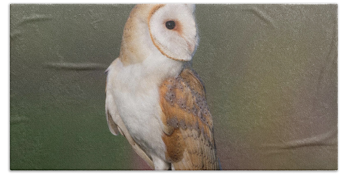 Barn Bath Towel featuring the photograph Barn Owl Side On by Pete Walkden